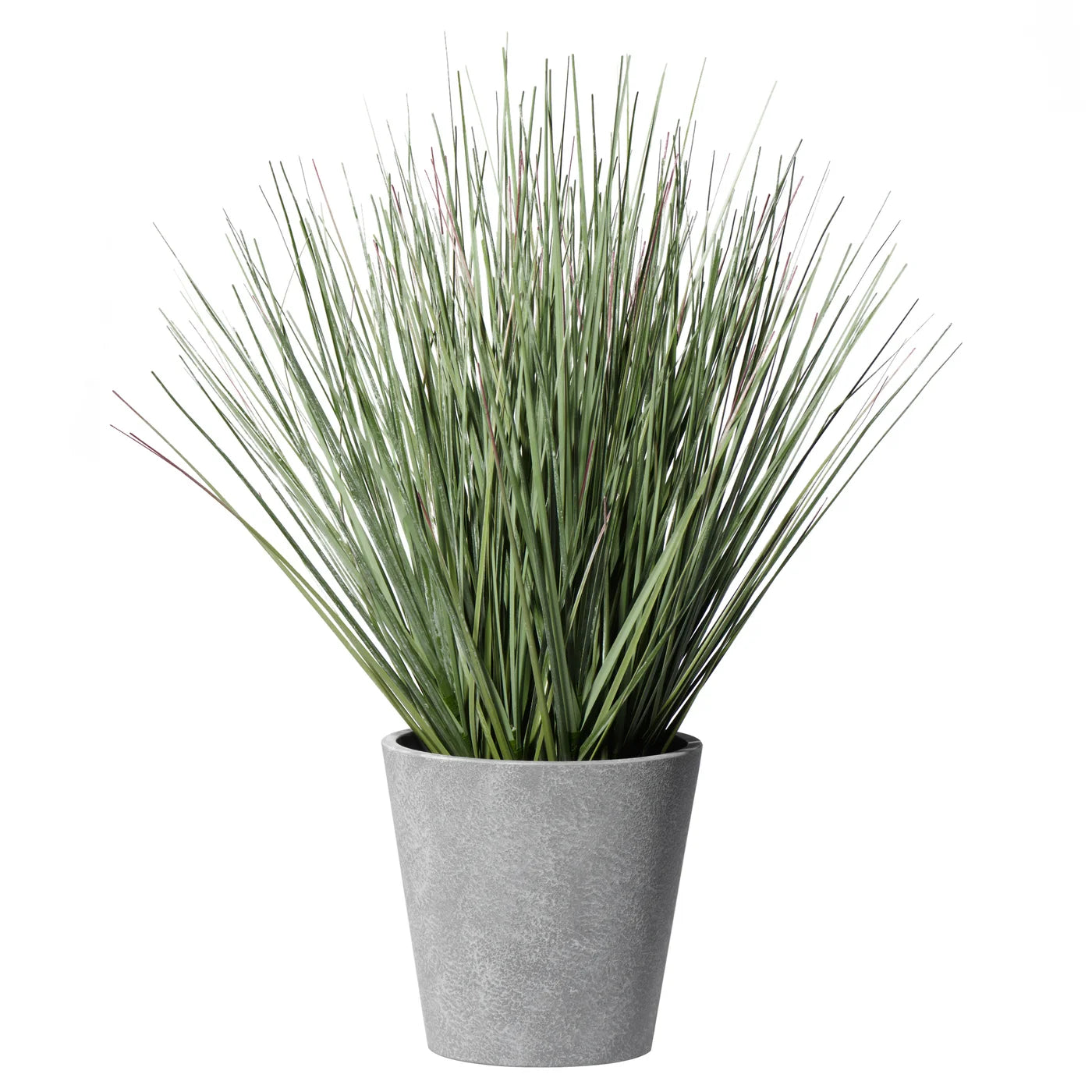 16" Potted Onion Grass Rnd Pot
