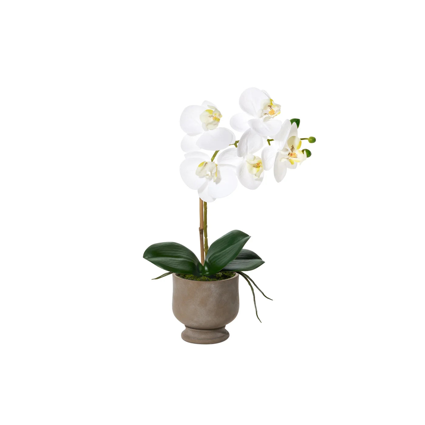 15" Potted Wht Verona Orchid