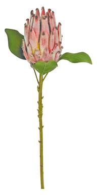 22" King Protea - Burgundy