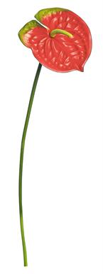 26" Anthurium - Red/Green