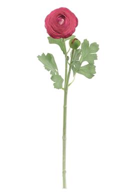 20" Garden Ranunculus