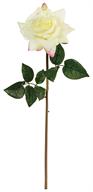 23" Tea Rose - Cream