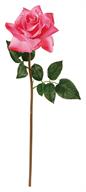 23" Tea Rose - Fuchsia