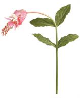 43" Medinilla x1 - Pink