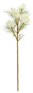 23.5" Wild Protea - White