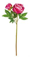 26" Peony/Bud/x1 - Fuchsia