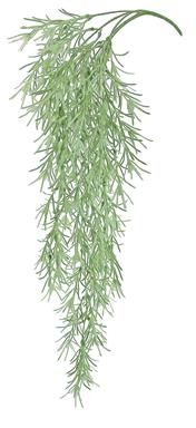 32" Rosemary Trailing Vine -Sa