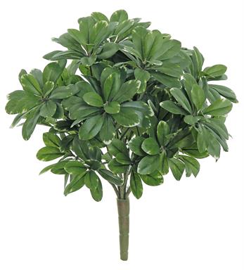 13" Pittosporum Bush - Green/C