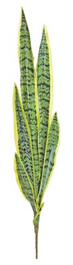 32" Snake Plant Leaves - G/Y