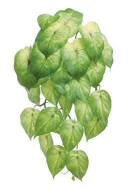 19" Pothos - Natural