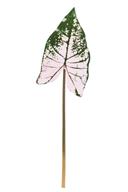 37.5" Angel Wing - Gr/Pink
