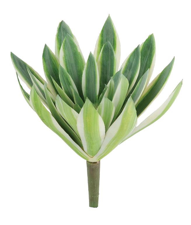 Echeveria Pick, 6" Green/Cream