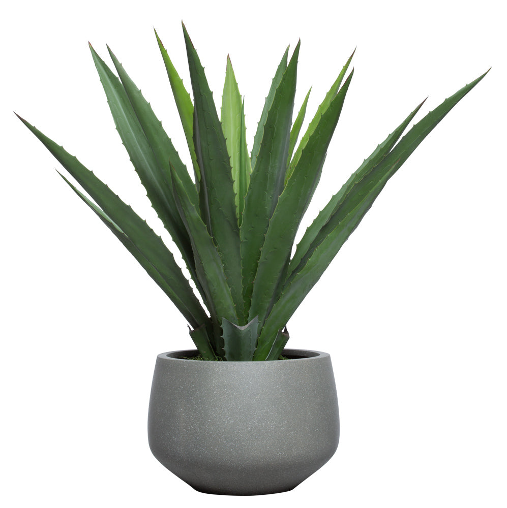 aloe vera plant bulb 39" Aloe In White Bulb Pot