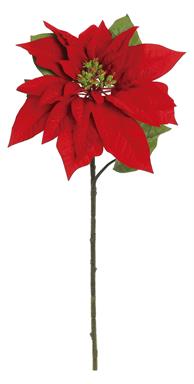24" Nursery Poinsettia Spray R