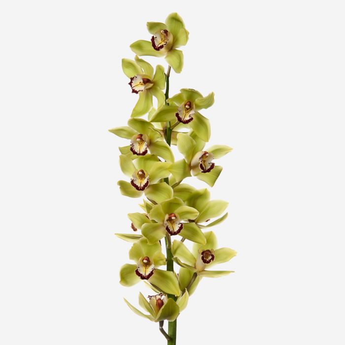 30" Mini Cymbidium Orchid Spray - Green