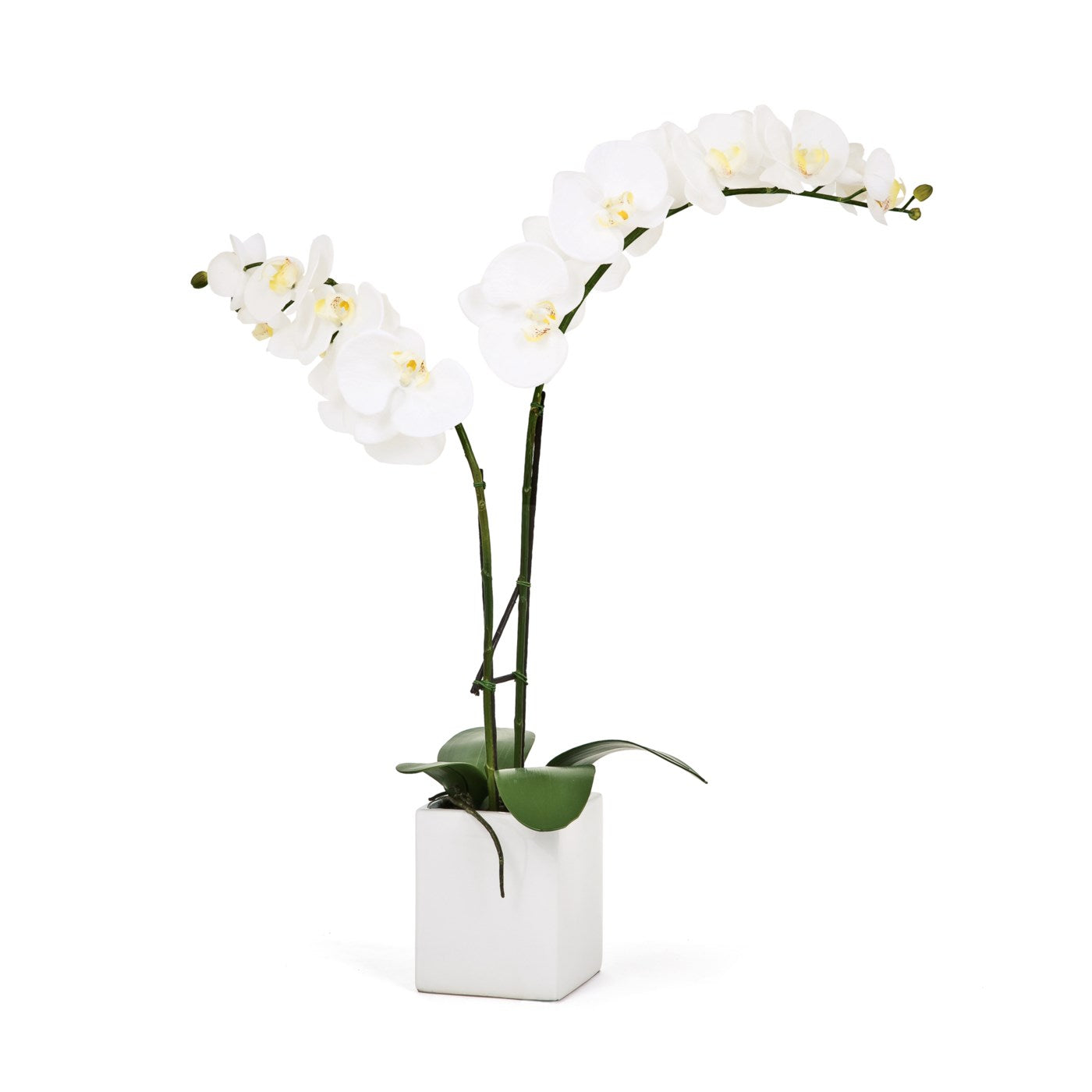 23" Double Orchid - White