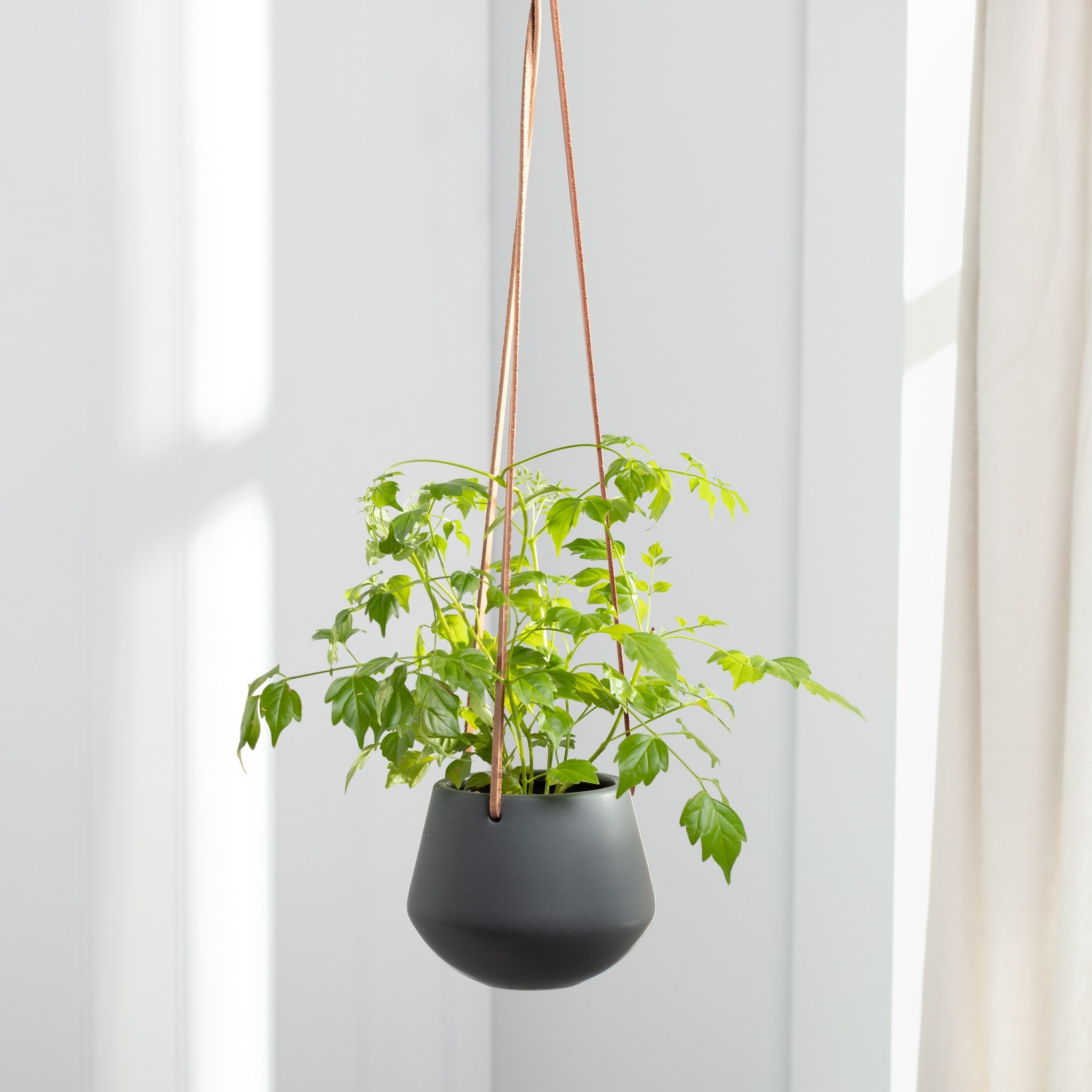 Small Ashbury Hanging Planter - Grey