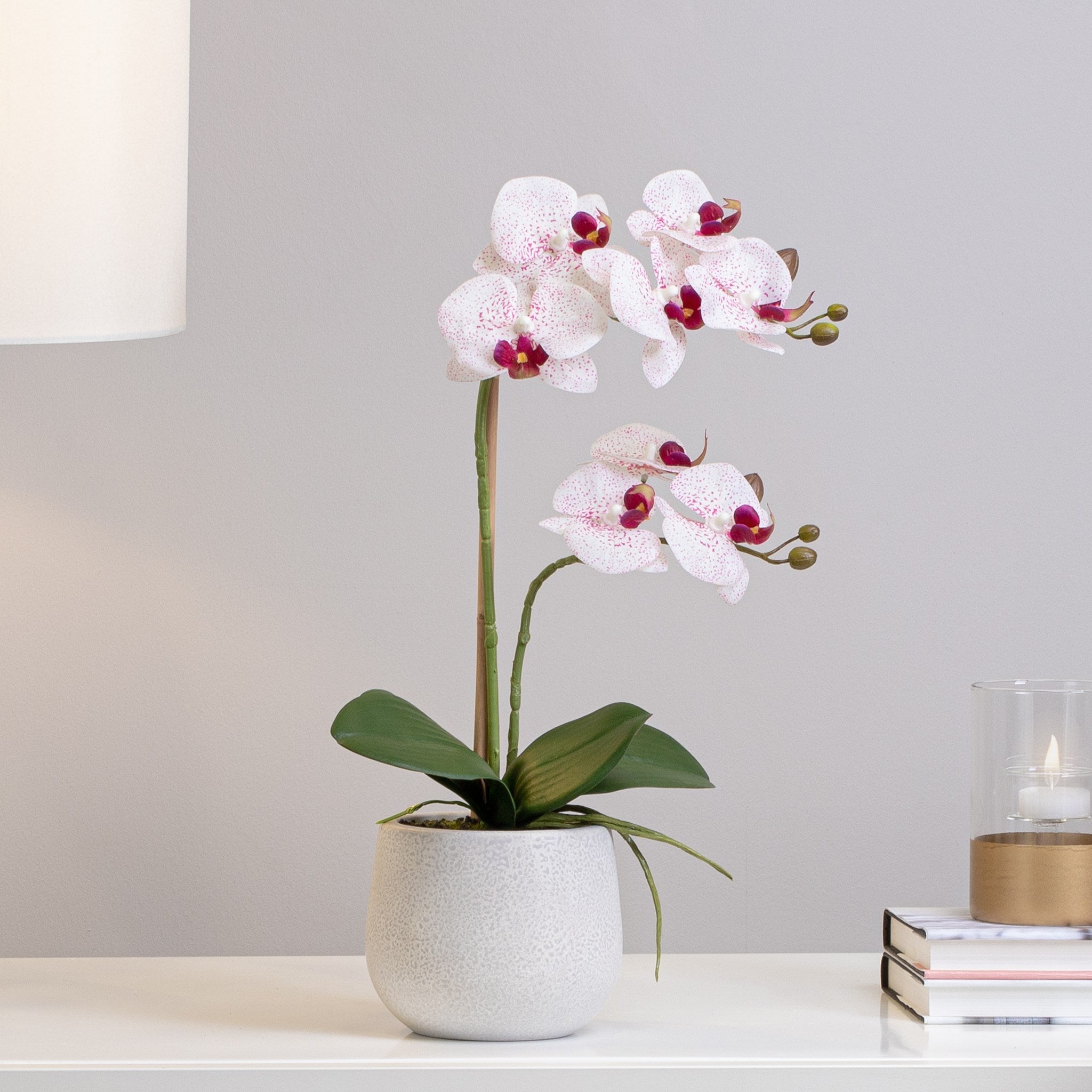 Phalaenopsis Double Orchid - Pink
