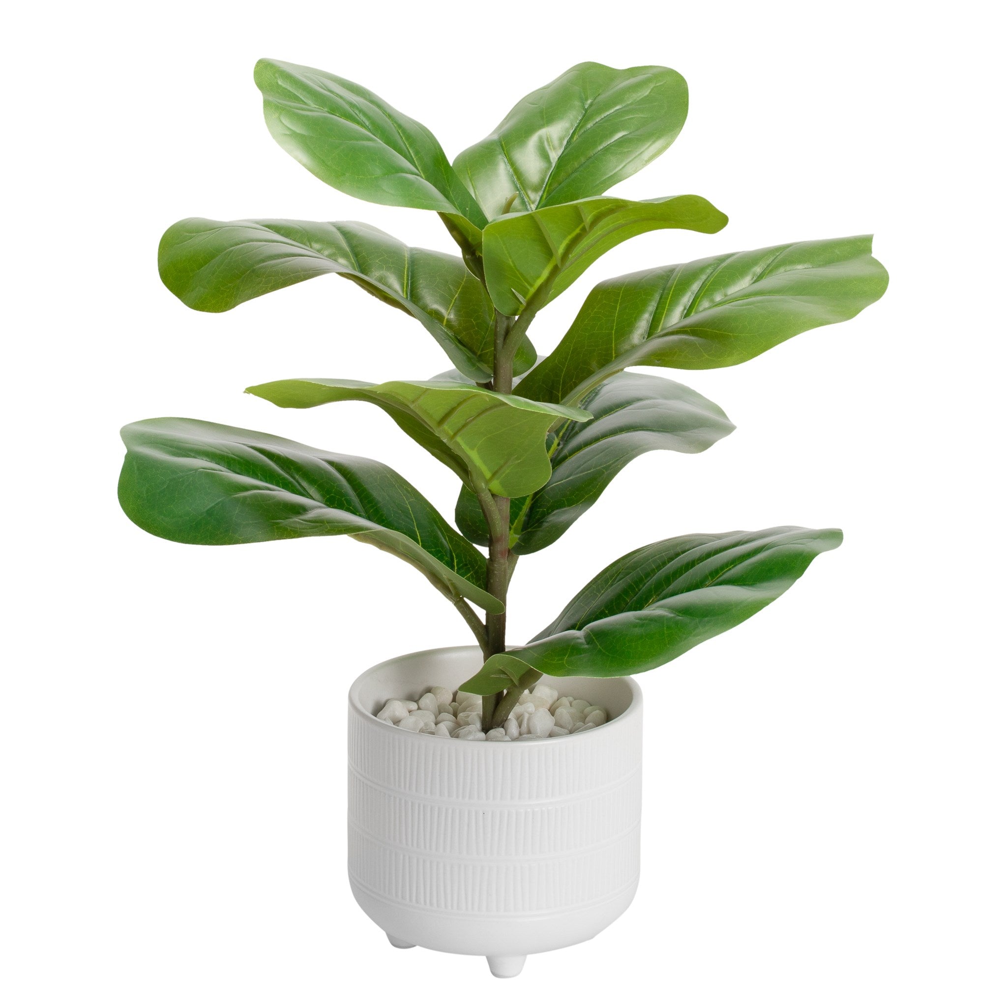 Fiddle Leaf Fig Plant