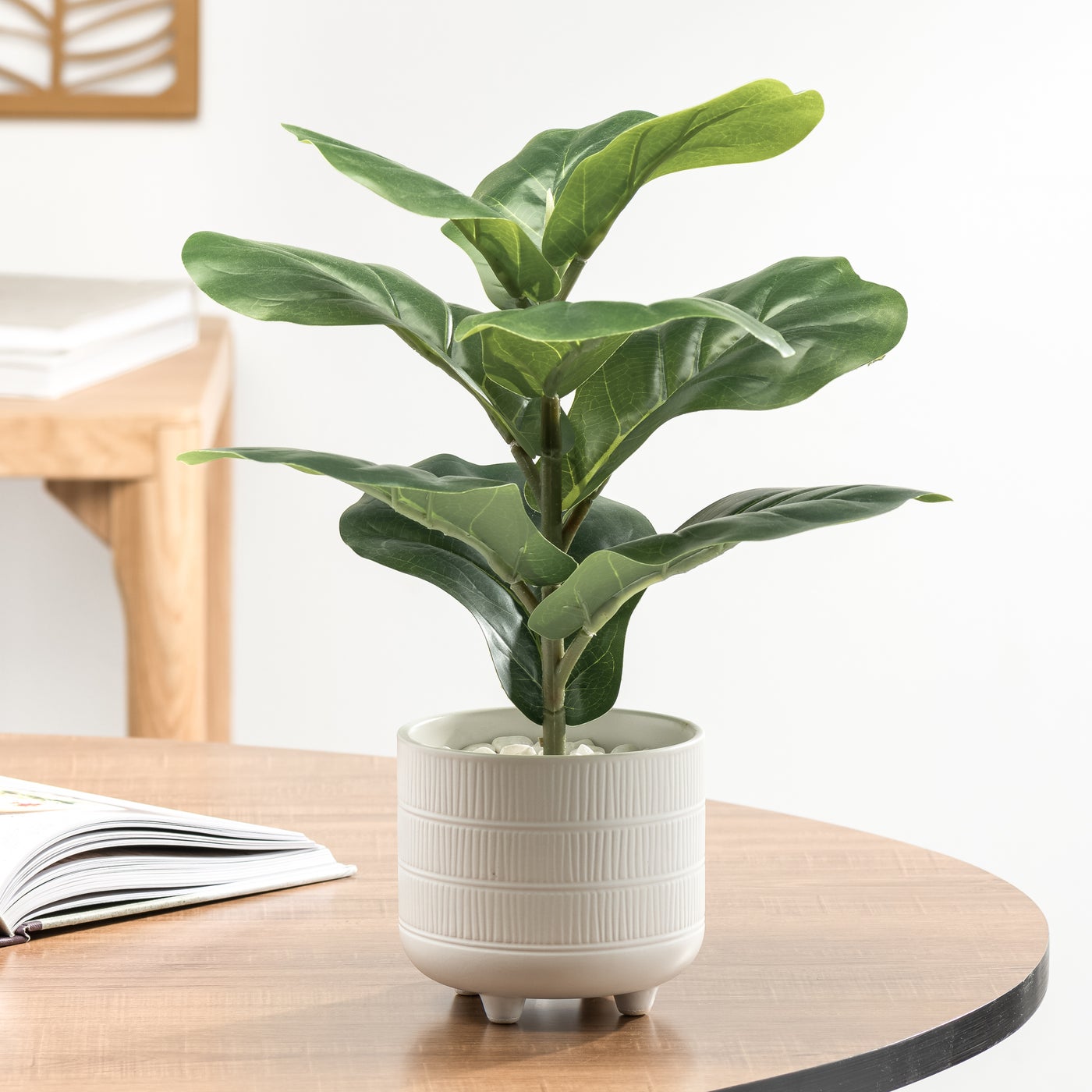 Fiddle Leaf Fig Plant