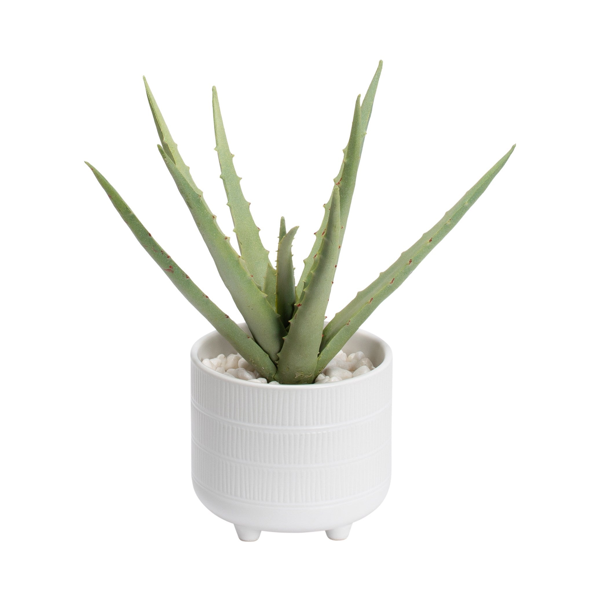 Aloe Succulent Plant