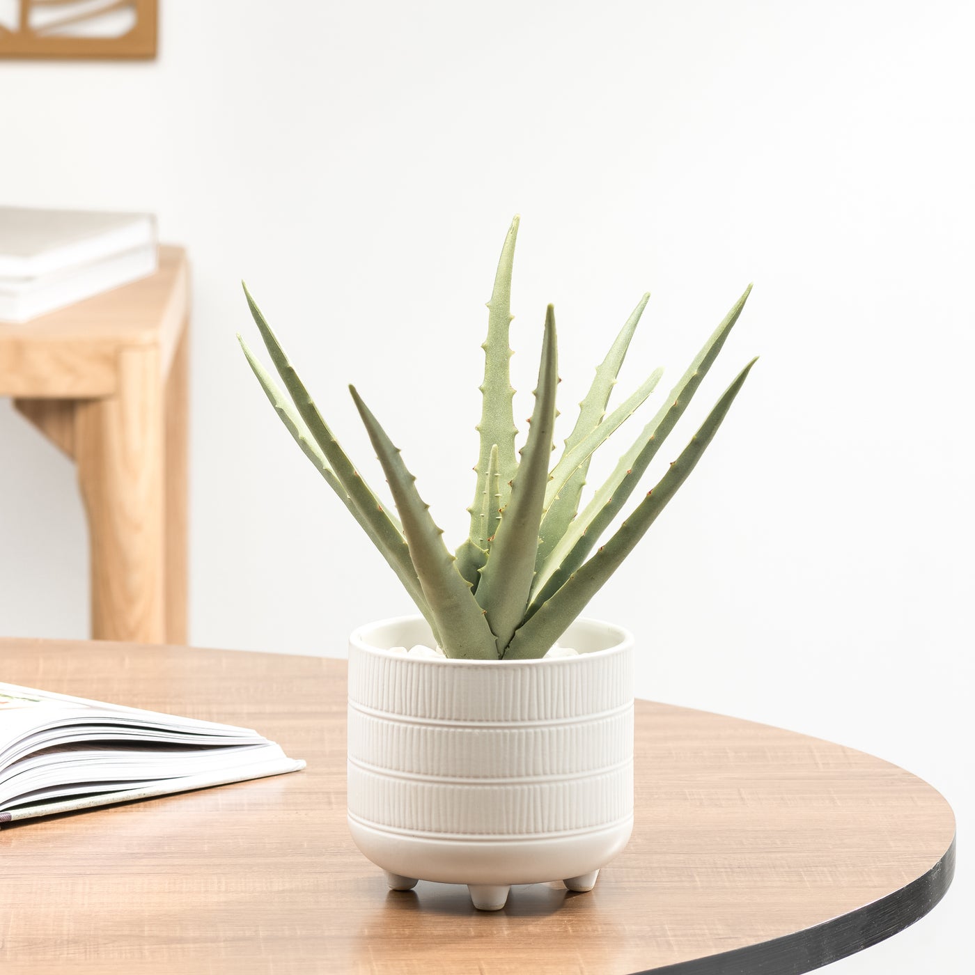 Aloe Succulent Plant