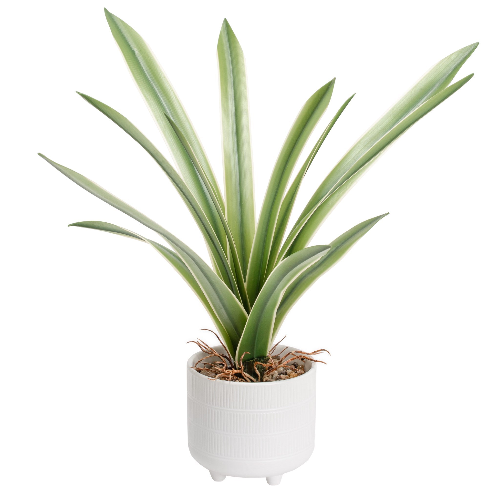 17" Cymbidium Leaf Plant