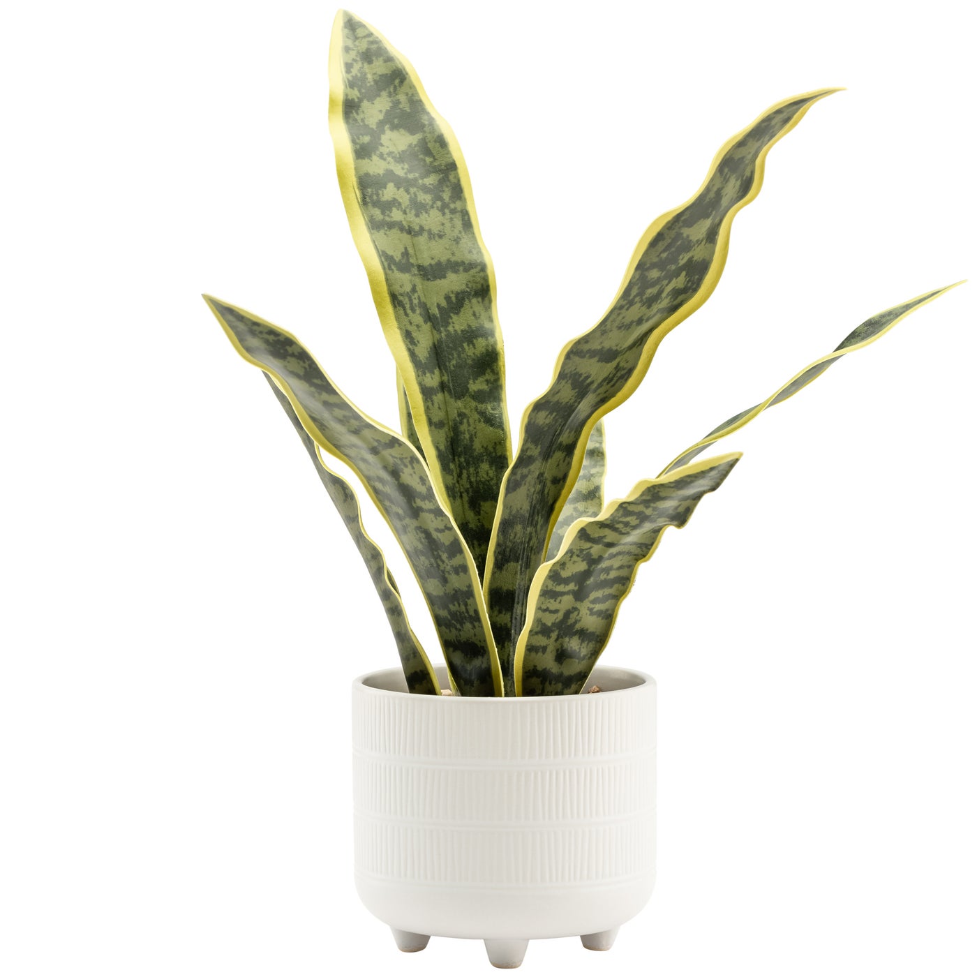 Riviera Potted Snake Plant