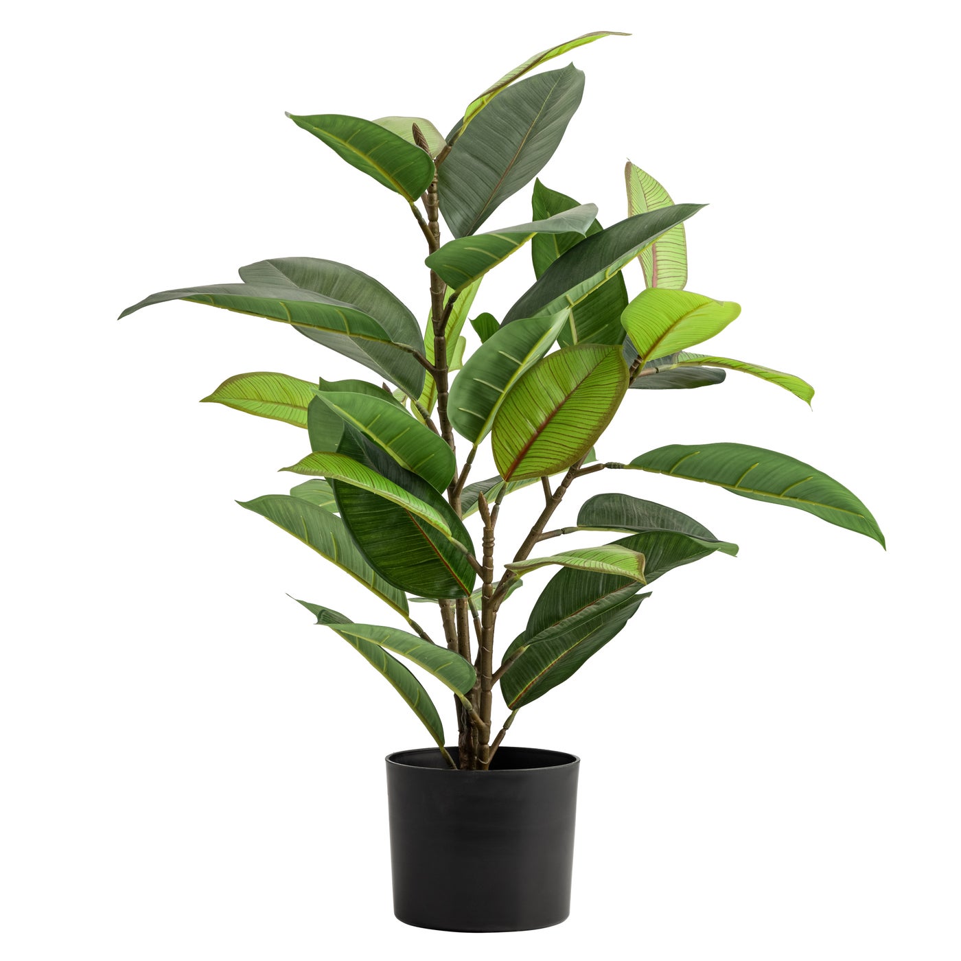 Rubber Tree Potted Plant