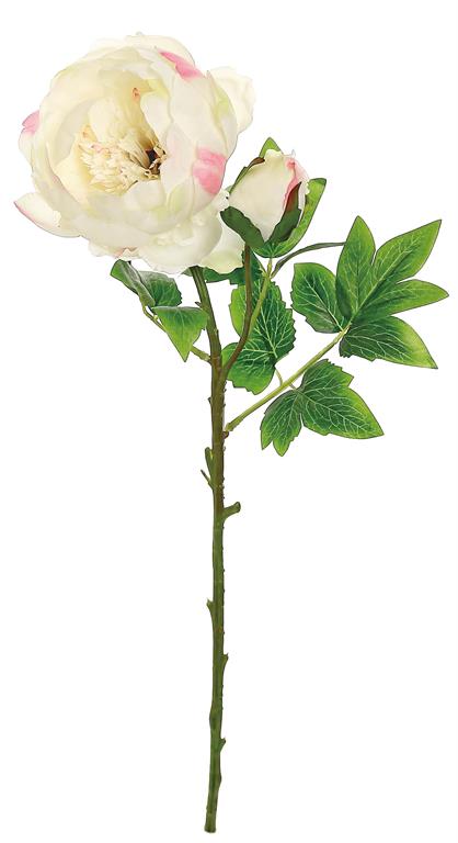 24" Peony w/ Bud Bloom - Cream