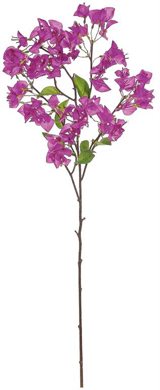 BOUGAINVILLEA SPRAY