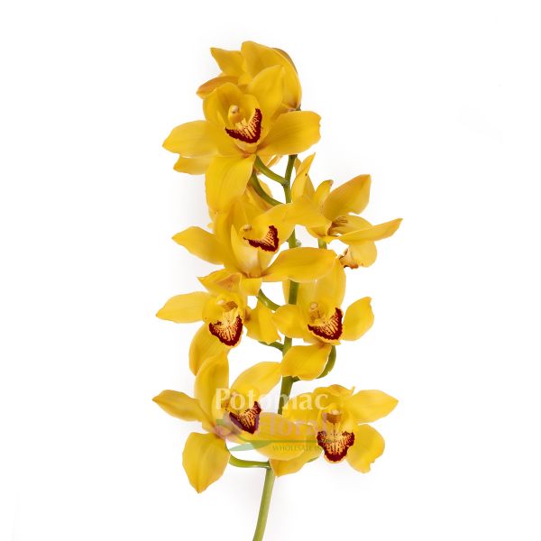 30" Mini Cymbidium Orchid Spray - Gold