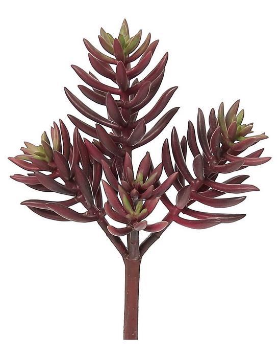 burgundy ice succulent 7.5" Ice Plant