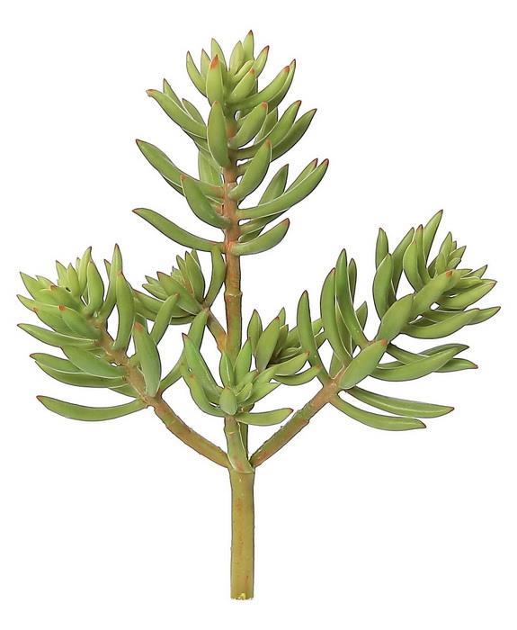 7.5" Ice Plant - Green