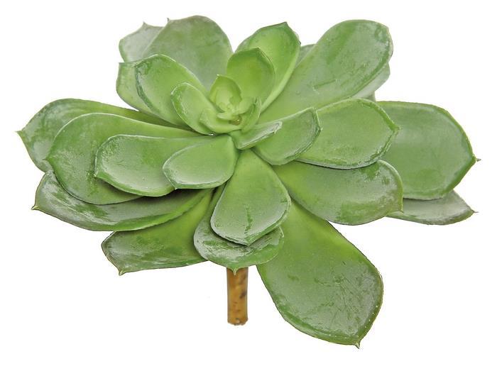 sword plant succulent 8" Sword Succulent