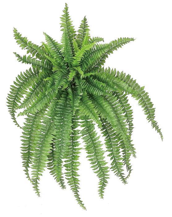 56" Large Boston Fern - Green