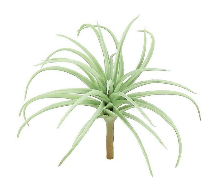 6" Spider Tillandsia - Sage