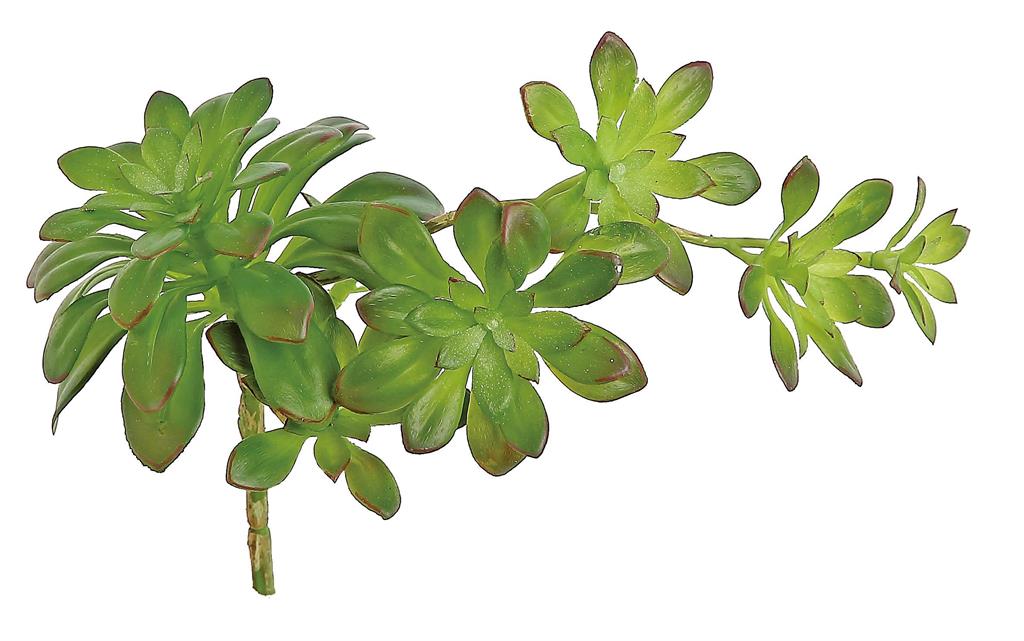 12" Trailing Echeveria - Green