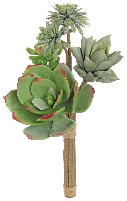 12" Echeveria Bundle - S/Burg