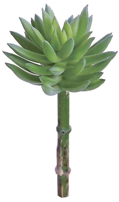 6" Finger Echeveria - Sage