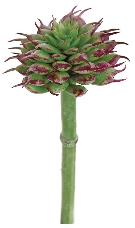 a spiny succulent 5" Small Spiny Succulent