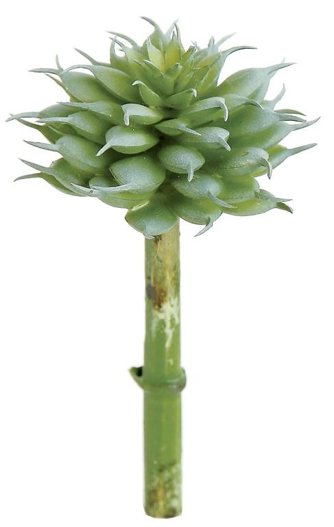 5" Small Spiny Succulent -Sage