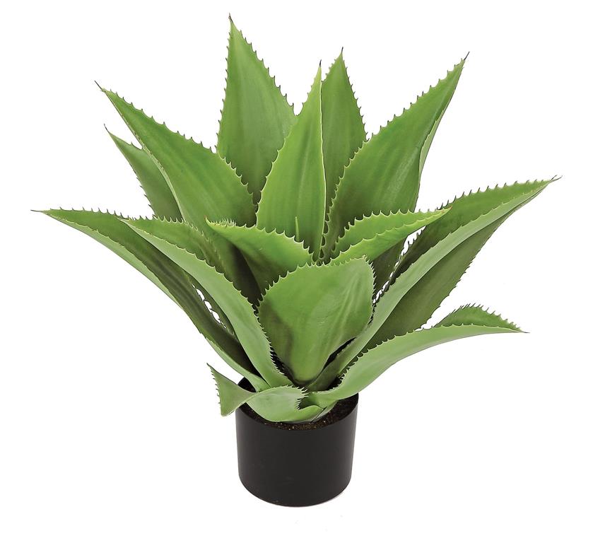 21" Aloe Plant In Pot