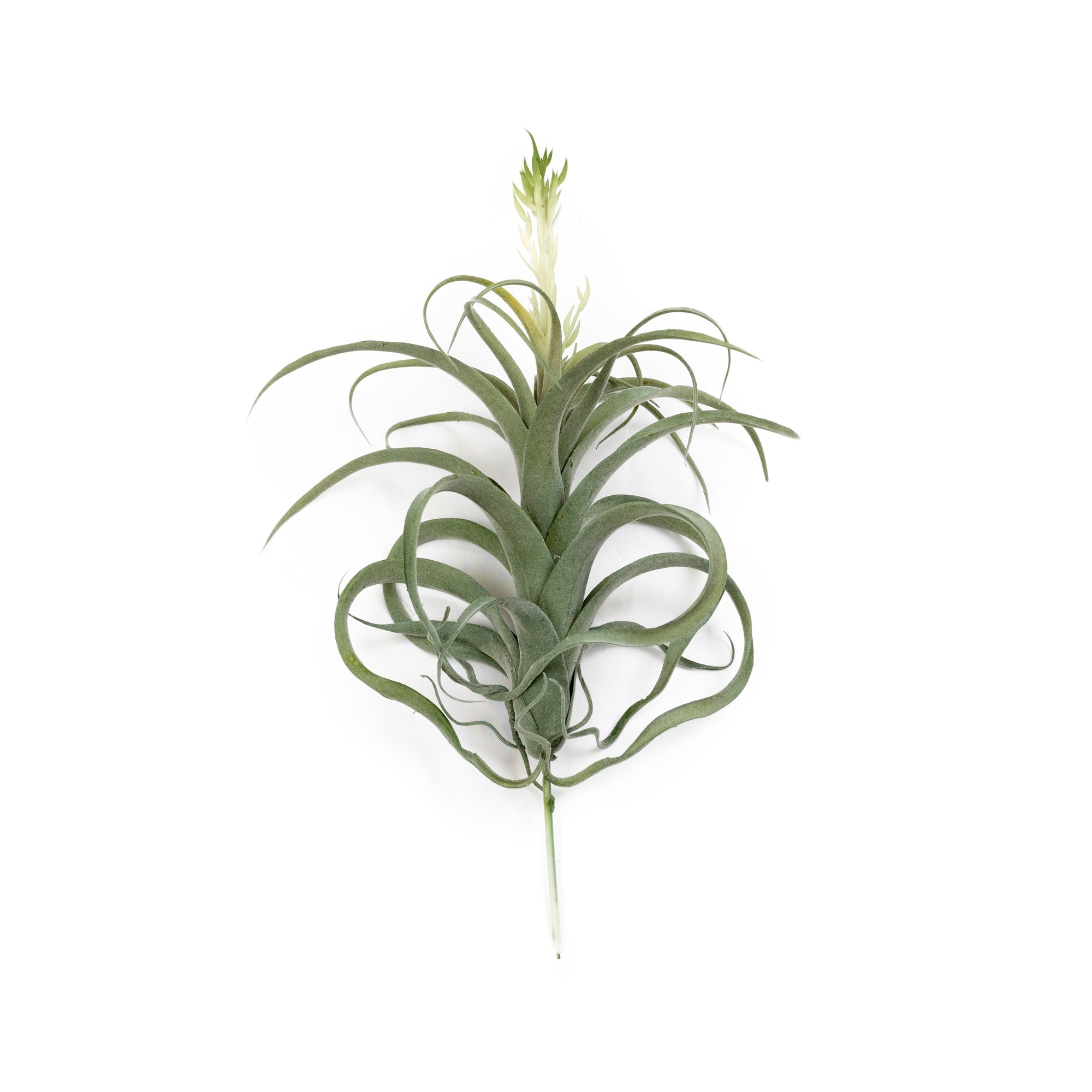 pineapple grass plant Pineapple Grass