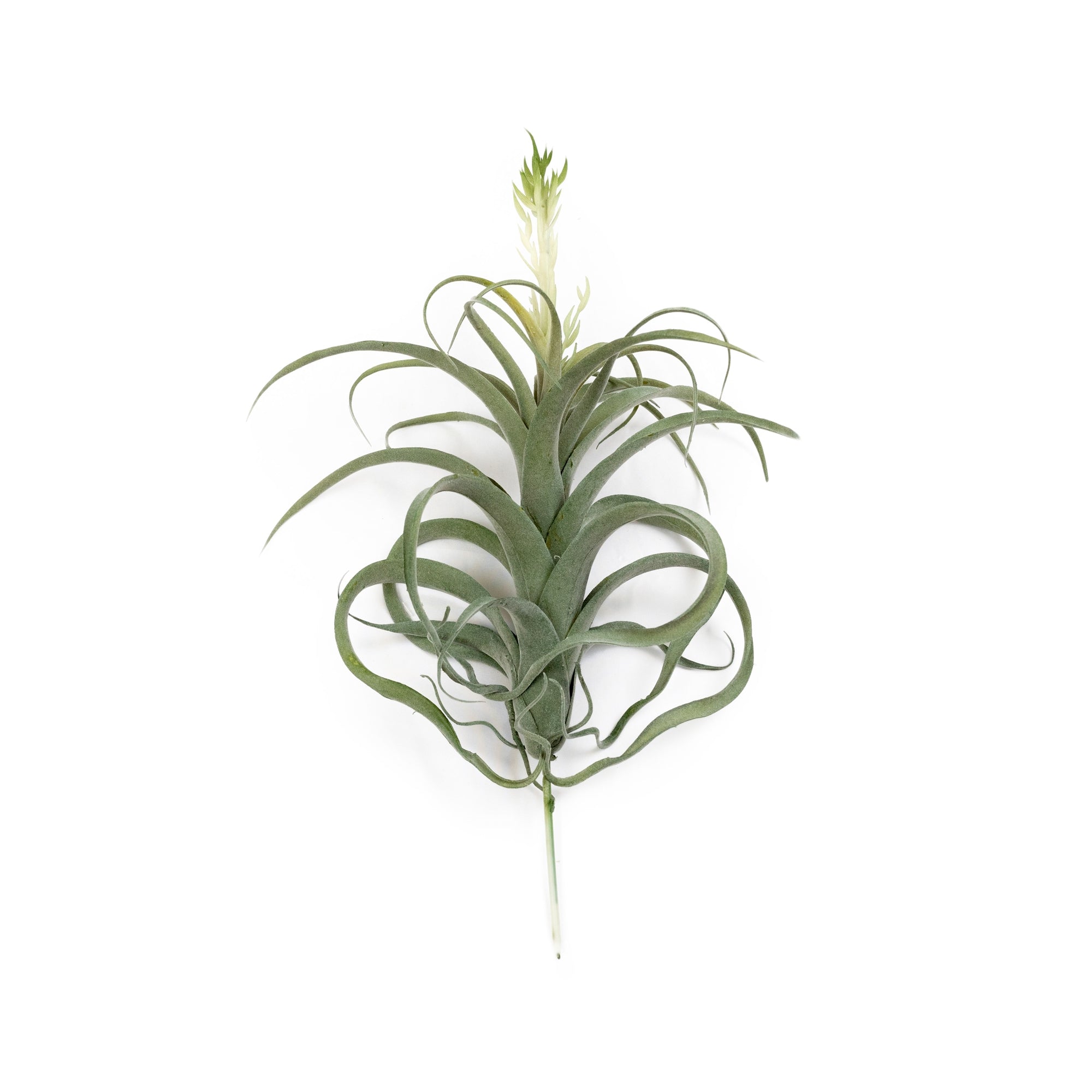 Pineapple Grass - 10"x8.5"
