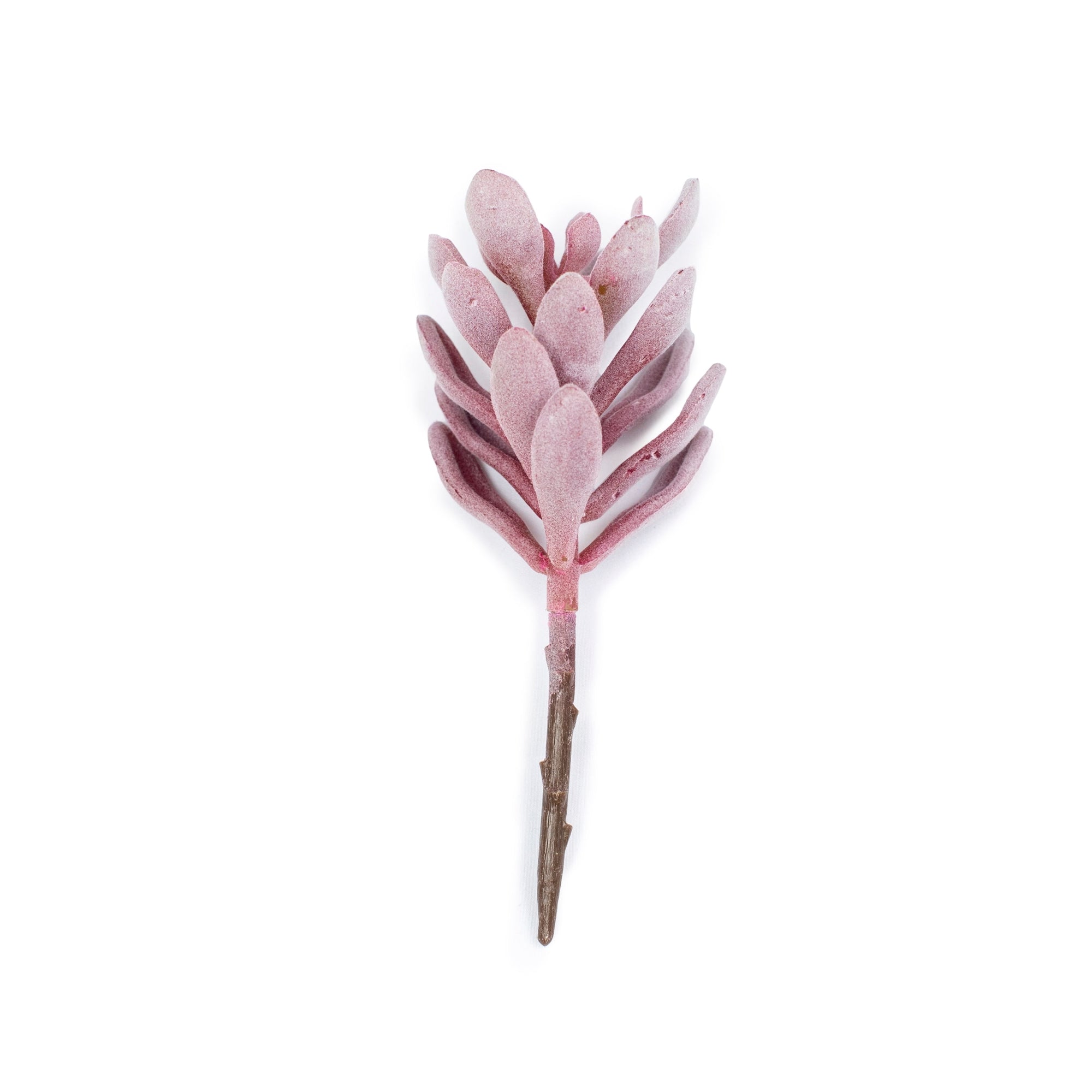 Red Succulent Stem