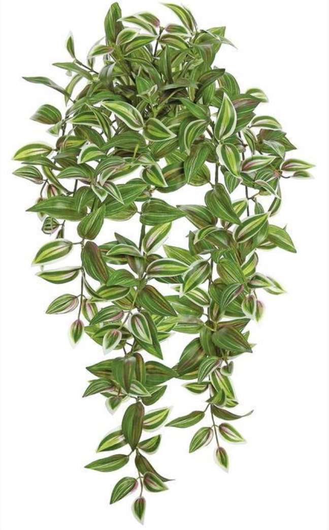 28" Tradescantia Bush - Green