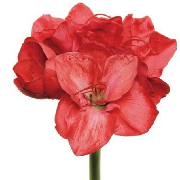 21" Amaryllis w/ Bud - Red