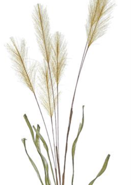 36" Pampas Grass - Gold