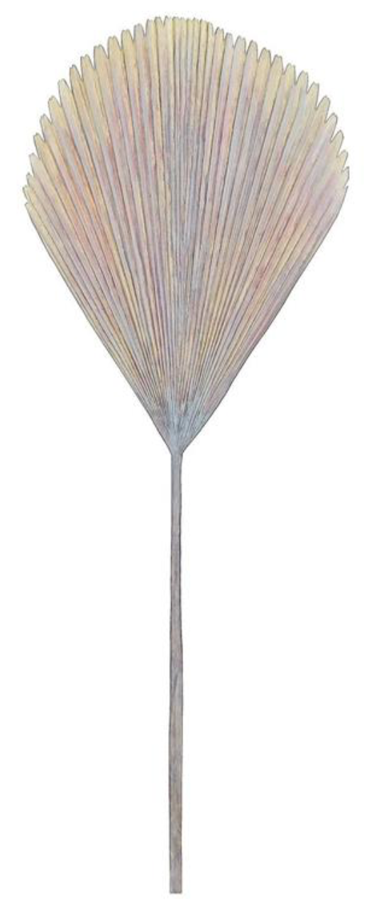 33" Fan Palm - Brown